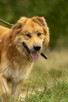 Piękny, przerażony CYNAMON szuka domu !! Do adopcji !! - 3