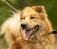 Piękny, przerażony CYNAMON szuka domu !! Do adopcji !! - 1