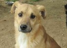 Smutny, młody SONIK szuka domu !! Do adopcji !! - 1