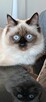 Piękne kocięta Ragdoll Rumia - 1
