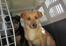 Porzucony, młody SONIK szuka domu !! Do adopcji !! - 3