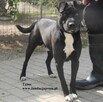 Tytus - 2
