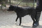 Tytus - 4