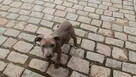 Amstaff suczka - 3
