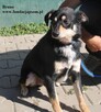 Bruno, nieduży piesek szuka rodziny - 4