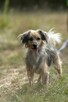 Skrzywdzony, śliczny PUSZEK szuka domu !! Do adopcji !! - 2