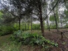 Działka rekreacyjna nad jeziorem (sprzedam lub zamienię) - 2