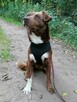 NESQUIK młody spokojny piesek poleca się do adopcji - 7