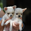 Chihuahua SUCZKA po Ch.PL, okolice W-wy, FCI - 9