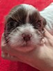 Przepiękna biało czekoladowa sunia Shih-Tzu - 3