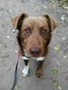 NESQUIK młody spokojny piesek poleca się do adopcji - 6