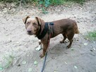 NESQUIK młody spokojny piesek poleca się do adopcji - 8
