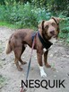 NESQUIK młody spokojny piesek poleca się do adopcji - 5