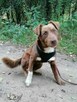 NESQUIK młody spokojny piesek poleca się do adopcji - 1