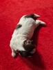 Przepiękna biało czekoladowa sunia Shih-Tzu - 6