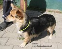 Julian, psi dżentelmen - 5