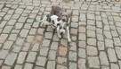 Amstaff suczka - 5