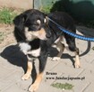 Bruno, nieduży piesek szuka rodziny - 3