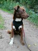 NESQUIK młody spokojny piesek poleca się do adopcji - 3