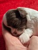 Przepiękna biało czekoladowa sunia Shih-Tzu - 2