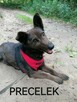 PRECELEK starszy spokojny piesek szuka domu - 1