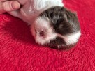 Przepiękna biało czekoladowa sunia Shih-Tzu - 7