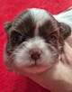 Przepiękna biało czekoladowa sunia Shih-Tzu - 5