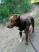 NESQUIK młody spokojny piesek poleca się do adopcji - 4
