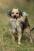 Porzucony, śliczny PUSZEK szuka domu !! Do adopcji !! - 2
