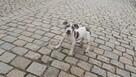 Amstaff suczka - 2