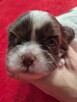 Przepiękna biało czekoladowa sunia Shih-Tzu - 4