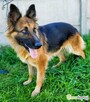 KORA - piękna sunia w typie owczarka szuka domu - 2