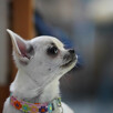 Chihuahua SUCZKA po Ch.PL, okolice W-wy, FCI - 4