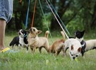 Chihuahua SUCZKA po Ch.PL, okolice W-wy, FCI - 14