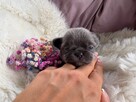 CHIHUAHUA PIĘKNE NIEBIESKIE SUNIE KRÓTKOWŁOSA I DŁUGOWŁOSA - 5