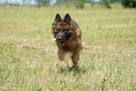 Ares - w typie Długowłosy owczarek niemiecki; młody - 5