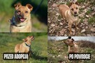 Akord - młody, nieduży i kochający ludzi - 15