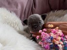 CHIHUAHUA PIĘKNE NIEBIESKIE SUNIE KRÓTKOWŁOSA I DŁUGOWŁOSA - 7
