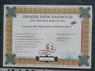 Owczarek Niemiecki Długowłosy - dopuszczanie - 5