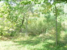 Działka 6700m2,gm.Dobra,dr.asf.las. - 8
