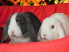 Samczyki mini lop niebiesko białe - 10
