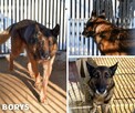 Borys - w typie Owczarek niemiecki; lubi spacery i aportowan - 7