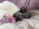 CHIHUAHUA PIĘKNE NIEBIESKIE SUNIE KRÓTKOWŁOSA I DŁUGOWŁOSA - 4