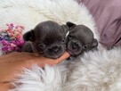 CHIHUAHUA PIĘKNE NIEBIESKIE SUNIE KRÓTKOWŁOSA I DŁUGOWŁOSA - 6