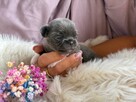CHIHUAHUA PIĘKNE NIEBIESKIE SUNIE KRÓTKOWŁOSA I DŁUGOWŁOSA - 2