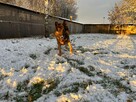 Borys - w typie Owczarek niemiecki; lubi spacery i aportowan - 9
