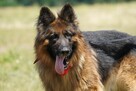 Ares - w typie Długowłosy owczarek niemiecki; młody - 2