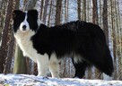 Piękny szczeniak BORDER COLLIE z Hodowli - Rasowy pies z peł - 7