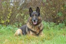 Borys - w typie Owczarek niemiecki; lubi spacery i aportowan - 3