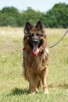 Ares - w typie Długowłosy owczarek niemiecki; młody - 3